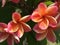 Pink and orange plumeria flower in garden.