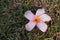 Pink and orange plumeria on grass and soil  nature background