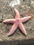 Pink Orange purple Pale Starfish stone pier Brighton