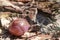 Pink and orange rhodonite tumbled gem stone crystal on rustic bark