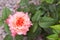 Pink and orange rose with dark green leaves.Top view.Concept of choosing beautiful flowering plants for landscaping, growing roses