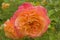 Pink-orange rose in rose garden after rain.