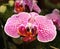 Pink and Orange Spotted Orchid Flower