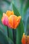 pink-orange tulip grows among other tulips