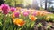 Pink and Orange Tulips Blooming in Garden