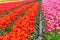 Pink and orange varigated tulips growing in rows on propagation rows