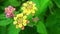 Pink orange yellow lantana camara various color bloom in garden has green leaves
