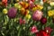 Pink, orange, yellow and red tulips. Many bright and colorful flowers bloom in the spring garden. Floral background