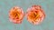 Pink orange yellow rose blossom pair on green pink speckled background in vintage painting style