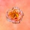 Pink orange yellow rose blossom on watercolored speckled background in vintage painting style