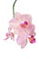 Pink orchid