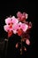 Pink orchid