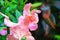 Pink orchid