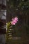 A pink Orchid blooms on a pole.