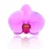Pink orchid Blooms on white background