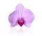 Pink orchid Blooms on white background