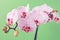 Pink orchid blossoms