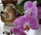 Pink orchid with a blurred background, Beautiful pink orchid in a pot on the windowsill