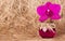 Pink orchid and bottle of elixir on the background of natural fiber. Alternative medicine. Ecological natural cosmetics.