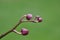 Pink Orchid buds detail