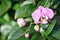 Pink Orchid with buds within Greenery