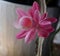 Pink Orchid Cactus In Bloom