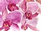 Pink orchid card painted in watercolor