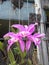 Pink orchid cattleya flowers