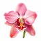 Pink Orchid Clipart: Hyper-realistic Vector Illustration On White Background