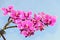 Pink orchid close up branch flowers, on blue sky