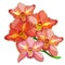 Pink Orchid Cymbidium tropical flower. vector illustration