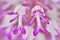 Pink orchid detail. Orchis militaris, military orchid, flowering European terrestrial wild orchid in nature habitat, detail of