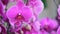 Pink orchid flower