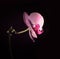 Pink orchid flower on black background