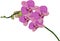 Pink orchid flower branch illustration