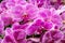 Pink orchid flower bunch. Tropical botanical garden closeup. Spotted orchid flower texture. Bright pink tropical flower