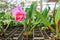 Pink orchid flower in coconut shell. Background blur