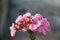 Pink Orchid Flower in Eastern Himalaya