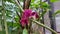 The pink orchid flower in the garden photo