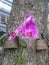 Pink Orchid Flower Nature Plants Trees