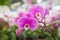 Pink orchid flower in the nursery