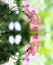 Pink orchid flower and reflection in the Water