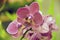 Pink orchid flowers