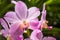 Pink orchid flowers