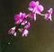 Pink orchid flowers bloom beautifully