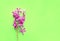 Pink orchid flowers creative design