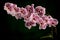 Pink orchid flowers isolated on dark green background