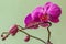 Pink orchid flowers of Phalaenopsis aka Doritaenopsis
