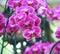 Pink orchid genus Vanda flowers blooming