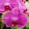 Pink Orchid in Hawaiian garden